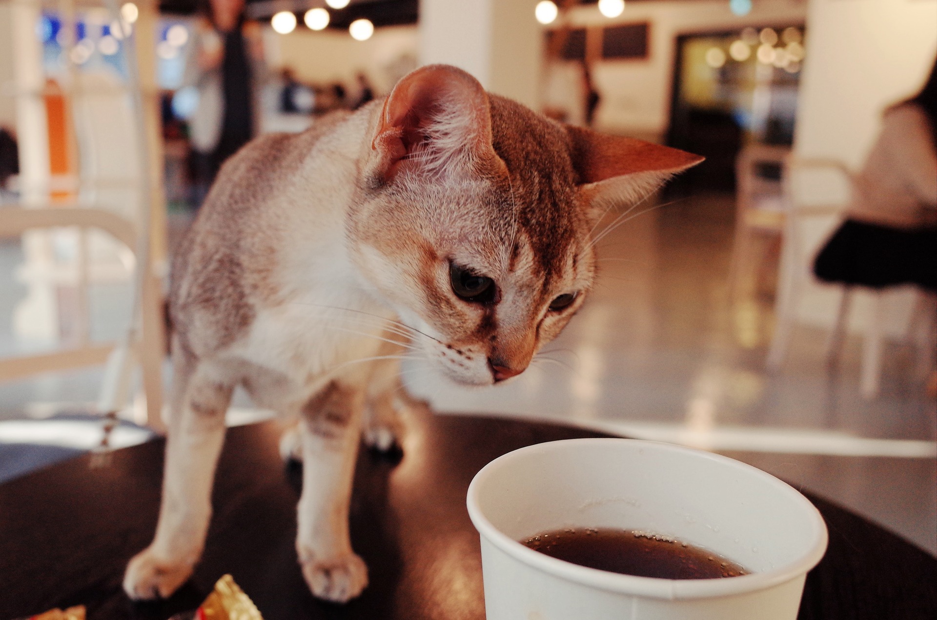 Proč svět potřebuje kočičí kavárny